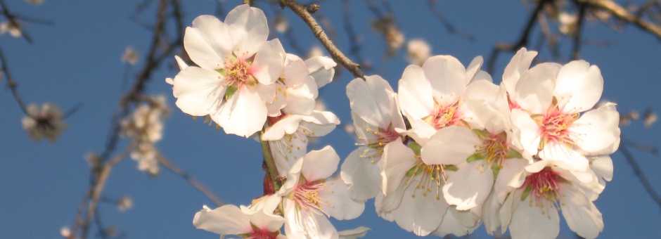 Almond Blossoms